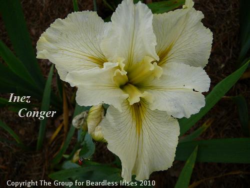 Inez Conger (0)